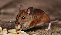 24 Hour & Emergency Exterminators in Lancaster, SC